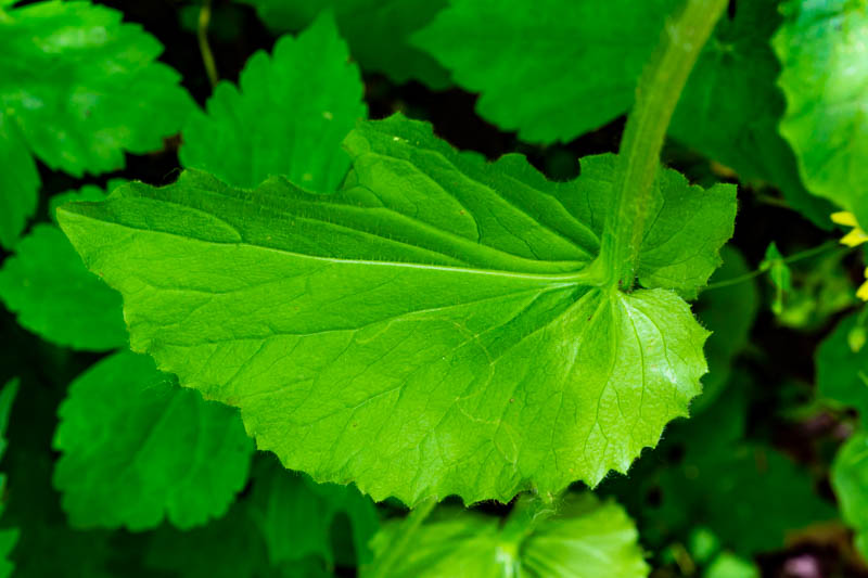 Doronicum columnae?  No,  Doronicum pardalianches